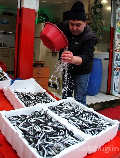 Gürcü hamsisi tezgahlarda