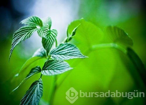 Soğuk algınlığına bunlarla veda edin