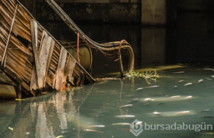 İşgalci balıklar alışveriş merkezinde koloni kurdu!