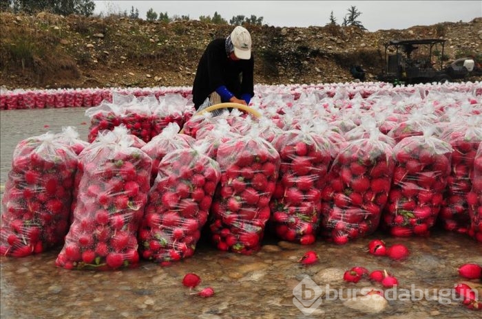 Tarım işçilerinin "soğuk hava" ile imtihanı