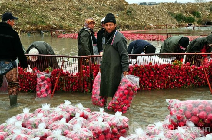 Tarım işçilerinin "soğuk hava" ile imtihanı