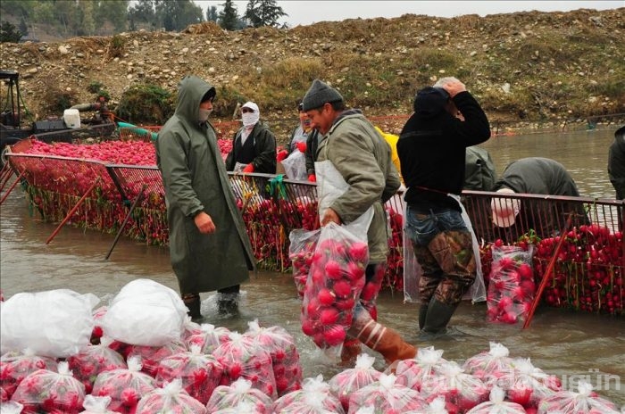 Tarım işçilerinin "soğuk hava" ile imtihanı