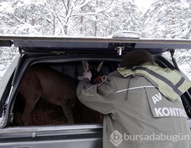 Karda açlıktan bayılan karaca doyuruldu