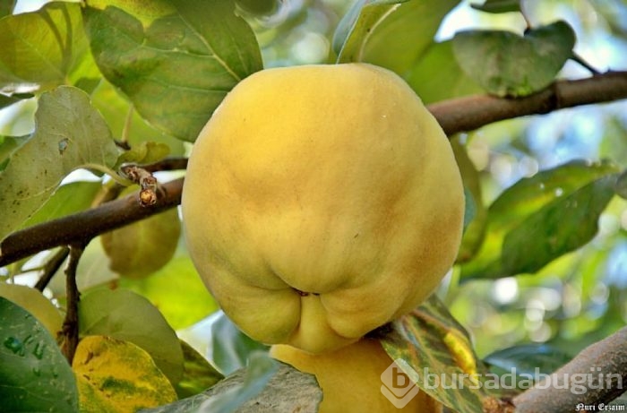 Ayva balla karıştırılıp tüketildiğinde bakın ne oluyor?