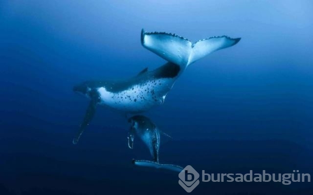 National Geographic'in su altında yaşam adlı arşivinden 20 fotoğraf