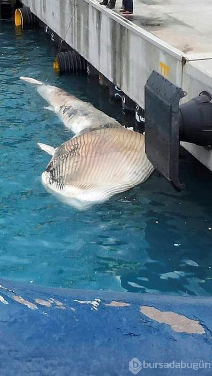 Hatay İskenderun'da ölü balina bulundu	