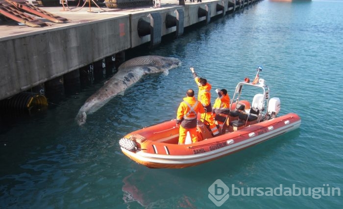 Hatay İskenderun'da ölü balina bulundu	