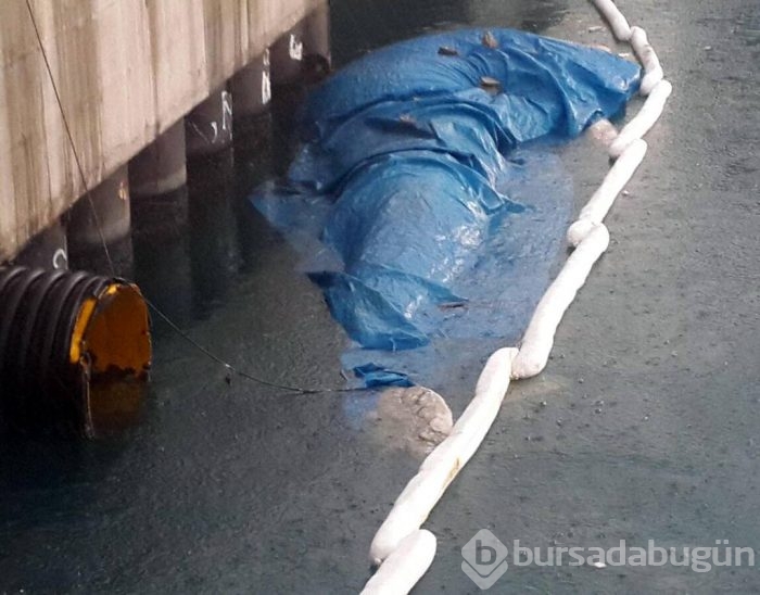 Hatay İskenderun'da ölü balina bulundu	