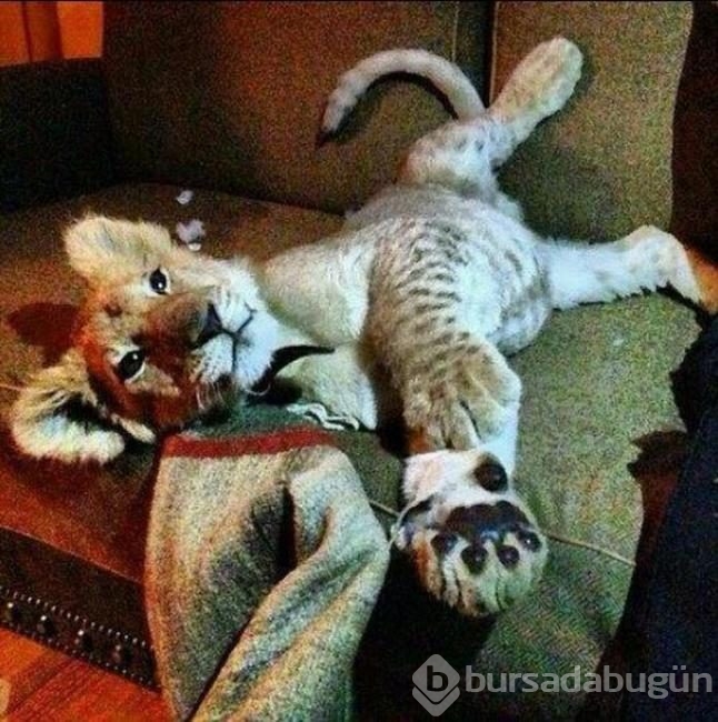 Mafya çocukları Instagramı sallıyor
