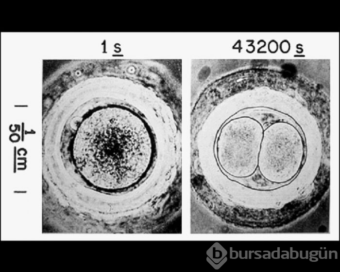 Uzaylılara gönderdiğimiz 116 fotoğraf
