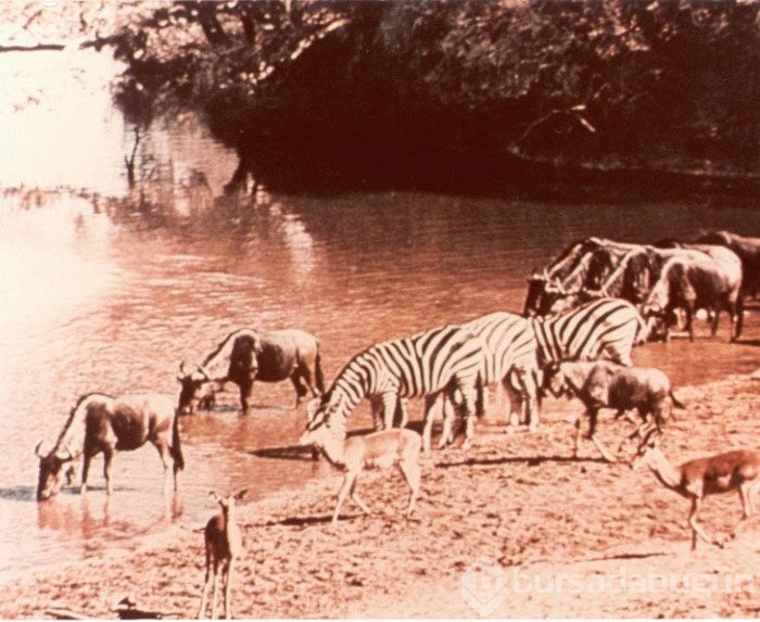 Uzaylılara gönderdiğimiz 116 fotoğraf
