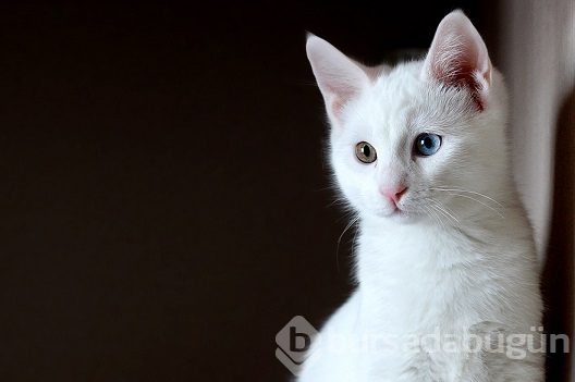 Van kedilerinin popülasyonu arttırılacak	
