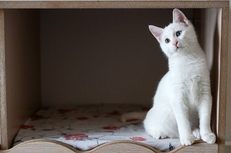 Van kedilerinin popülasyonu arttırılacak	
