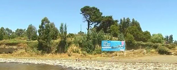 Binlerce mürekkep balığı sahile vurdu