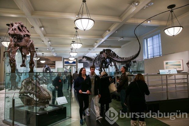 Dünyanın en büyük dinozor fosili replikası görücüye çıktı