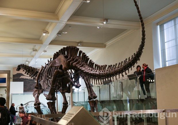 Dünyanın en büyük dinozor fosili replikası görücüye çıktı
