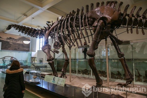 Dünyanın en büyük dinozor fosili replikası görücüye çıktı