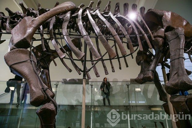 Dünyanın en büyük dinozor fosili replikası görücüye çıktı