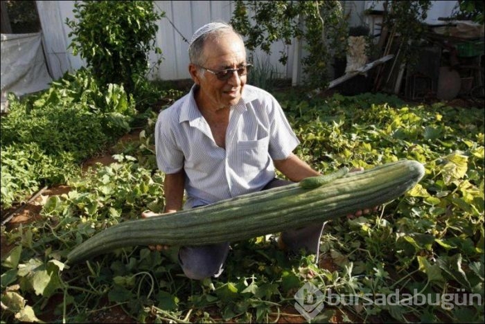 Dev sebzeler	
