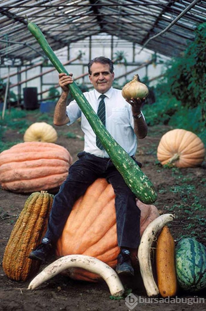 Dev sebzeler	
