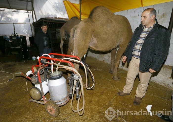 Litresi 50 lira olan deve sütü yok satıyor	
