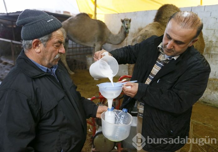 Litresi 50 lira olan deve sütü yok satıyor	