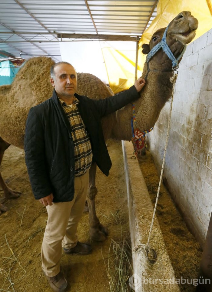 Litresi 50 lira olan deve sütü yok satıyor	