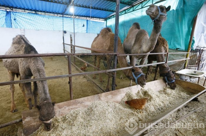Litresi 50 lira olan deve sütü yok satıyor	