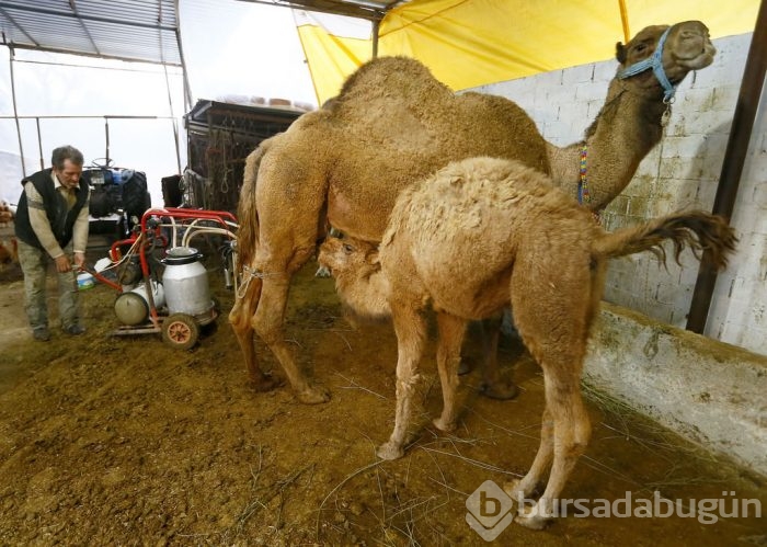 Litresi 50 lira olan deve sütü yok satıyor	
