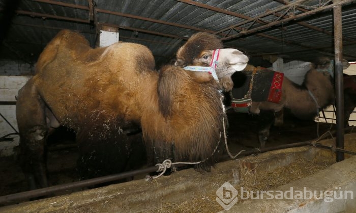 Litresi 50 lira olan deve sütü yok satıyor	