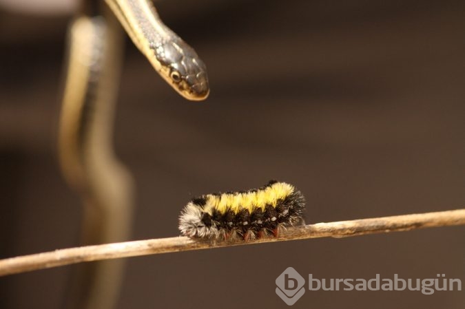 Dehşete düşüren görüntü