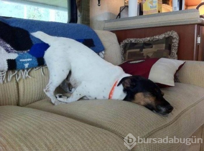 Uyuyan köpekler kırdı geçirdi