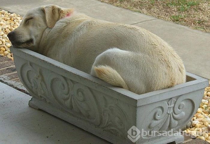 Uyuyan köpekler kırdı geçirdi