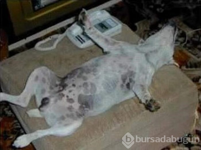 Uyuyan köpekler kırdı geçirdi