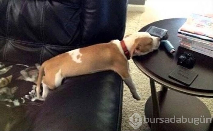 Uyuyan köpekler kırdı geçirdi