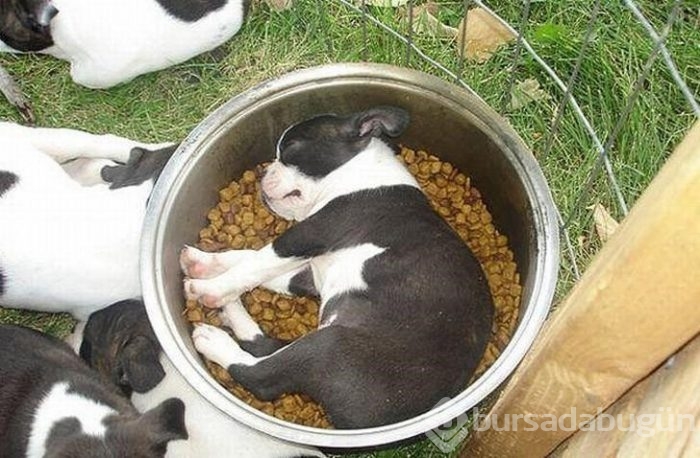 Uyuyan köpekler kırdı geçirdi