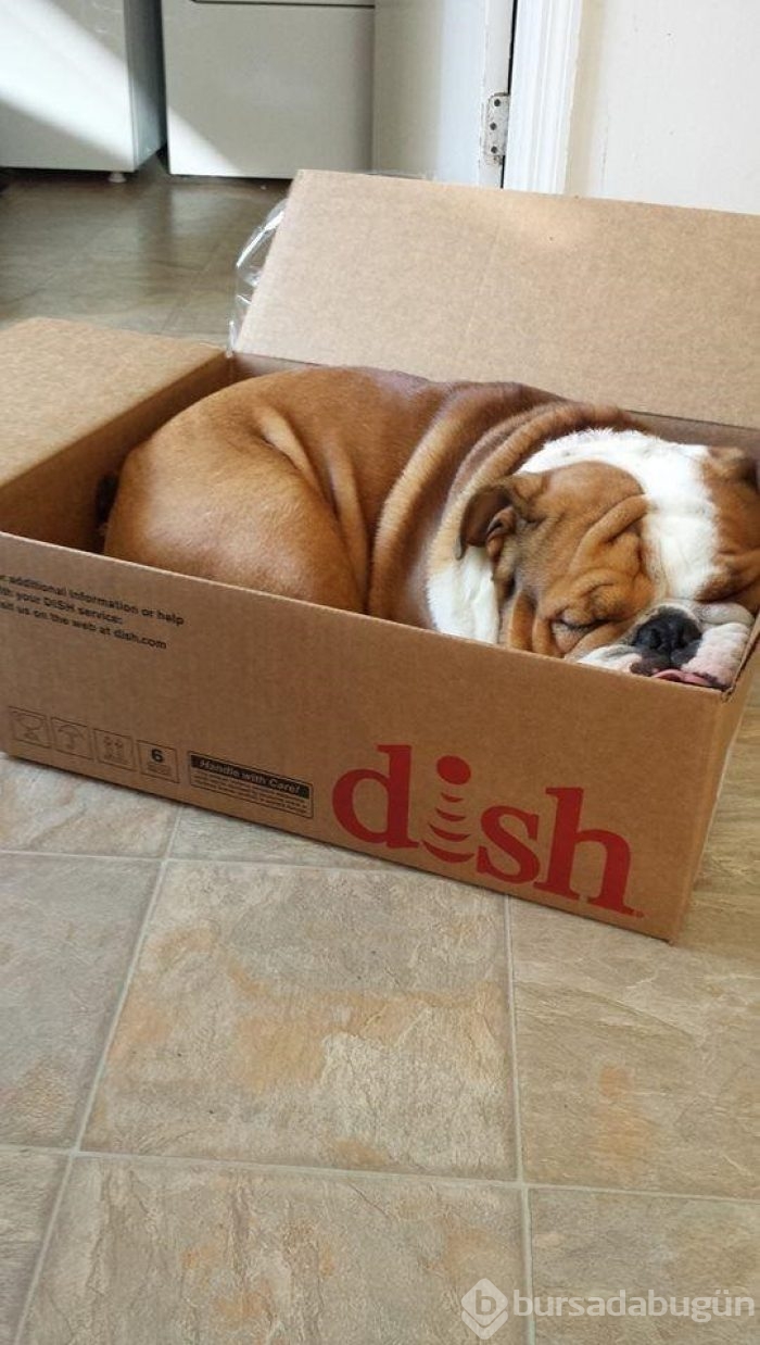 Uyuyan köpekler kırdı geçirdi