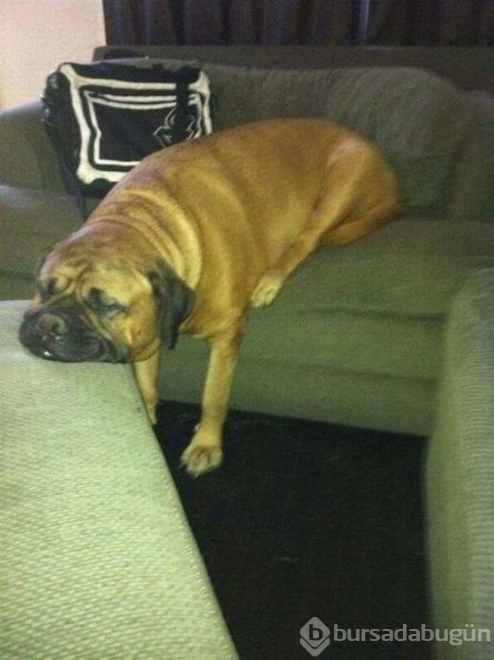 Uyuyan köpekler kırdı geçirdi