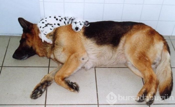 Uyuyan köpekler kırdı geçirdi