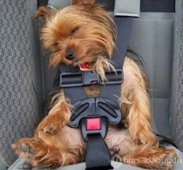 Uyuyan köpekler kırdı geçirdi