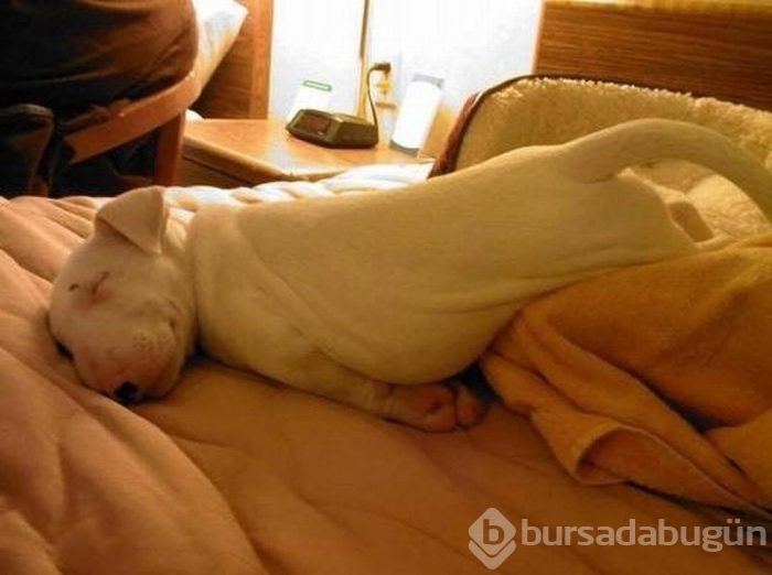 Uyuyan köpekler kırdı geçirdi