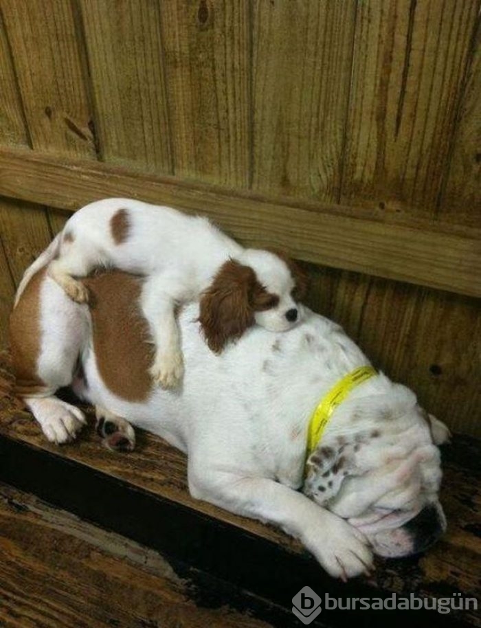 Uyuyan köpekler kırdı geçirdi