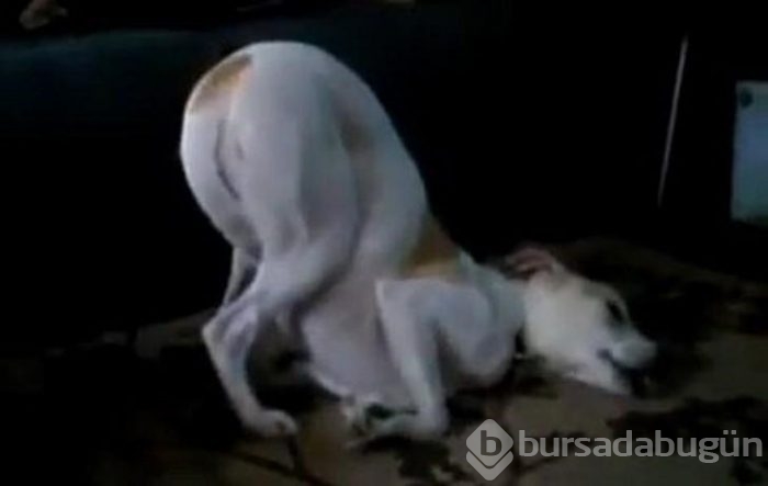 Uyuyan köpekler kırdı geçirdi