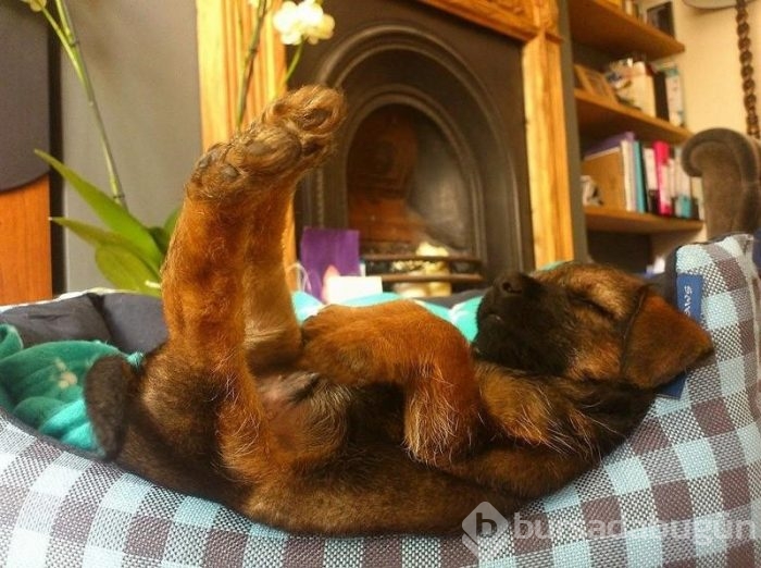 Uyuyan köpekler kırdı geçirdi