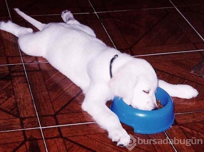 Uyuyan köpekler kırdı geçirdi