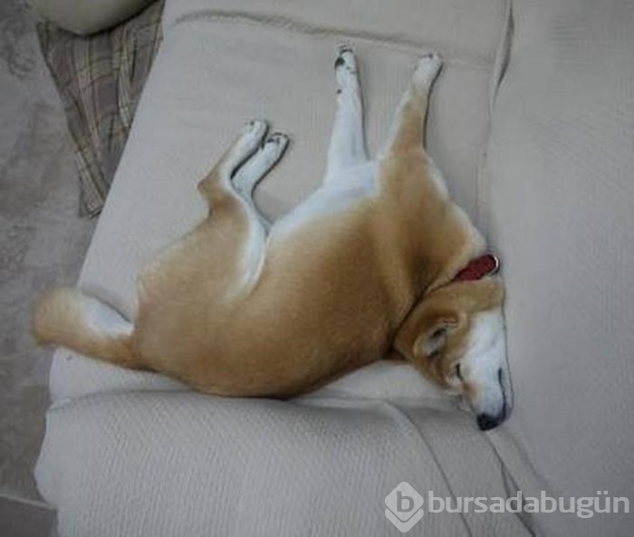 Uyuyan köpekler kırdı geçirdi