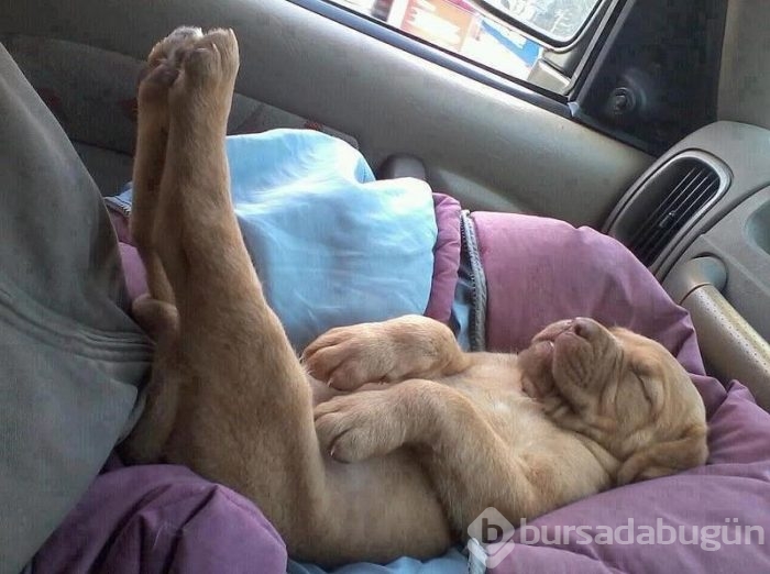 Uyuyan köpekler kırdı geçirdi
