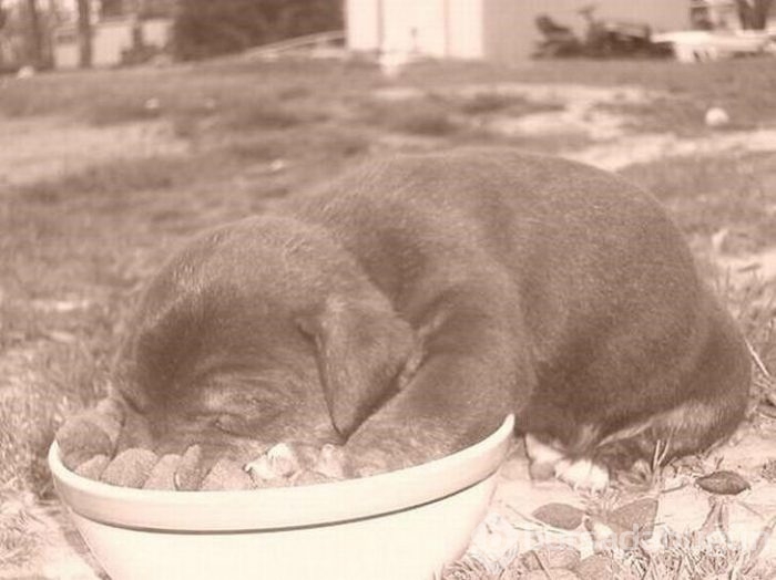 Uyuyan köpekler kırdı geçirdi