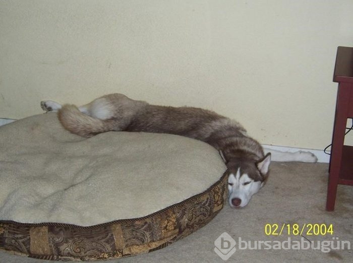 Uyuyan köpekler kırdı geçirdi