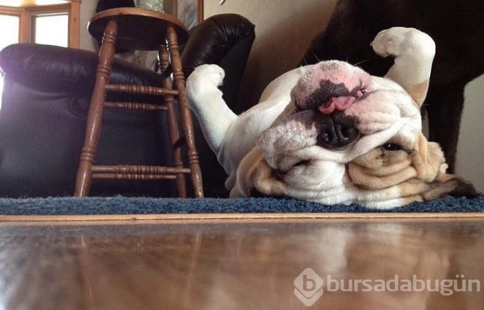 Uyuyan köpekler kırdı geçirdi